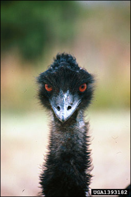 emu