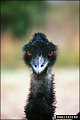 thumbnail of a modern Emu