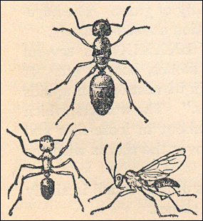 drawing of ants