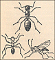 thumbnail of ant drawing