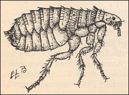 Armored Flea