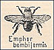 thumbnail of drawing of native bee