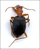 thumbnail of bombardier beetle