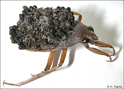 Aquatic bug with eggs on back
