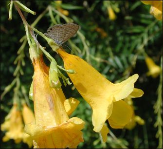 butterfly on Yellow Bells