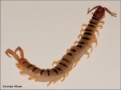 centipede