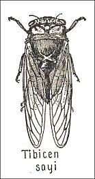 Drawing of Cicada