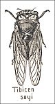thumbnail of a cicada drawing