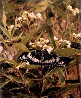 crab spider and butterfly