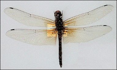 dragonfly image