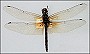 thumbnail of preserved dragon fly