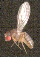 a deceased fruitfly