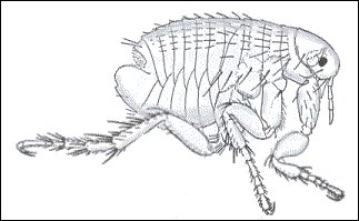 drawing of flea
