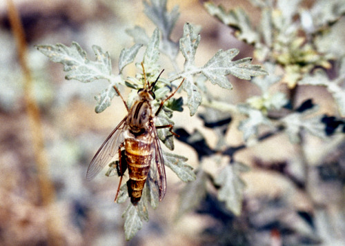 Delhi Sands flower-loving fly