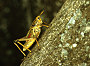 thumbnail of a grasshopper