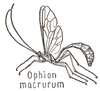 ichneumon wasp