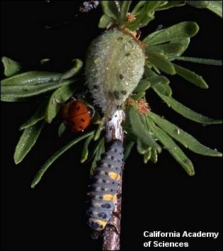 ladybug adult and larva