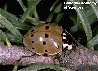 ladybug adult