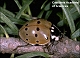 thumbnail of a ladybug