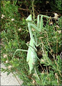 praying mantis