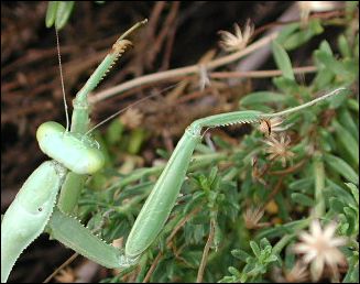 anterior part of mantis