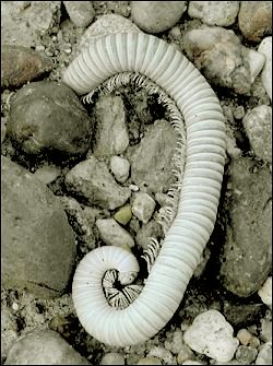 Exoskeleton of a millipede