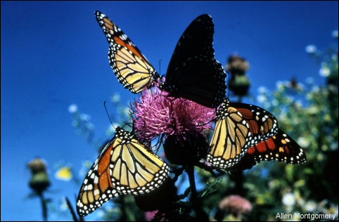 Monarch Butterflies clustered on a thistle