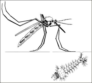 Drawing of mosquito