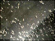 thumbnail of mosquito larvae