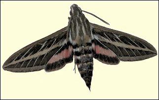 Image of a Hyles moth