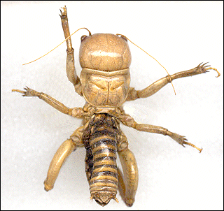 view of a Jerusalem Cricket from the top