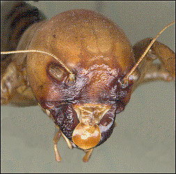 the face of a Jerusalem Cricket