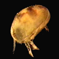 Ostracod, image by Charlie Drewes