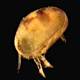 thumbnail of an ostracod