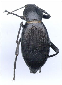 beetle image