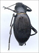 thumbnail of pinacate beetle