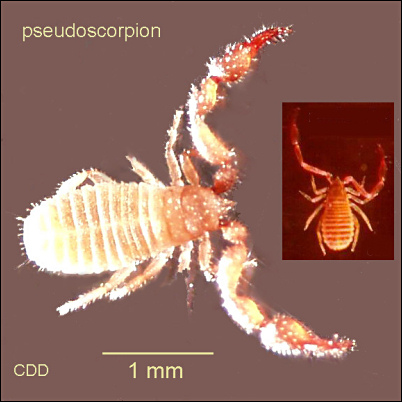Images of pseudoscorpions