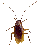 cockroach