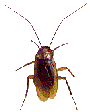 thumbnail of cockroach