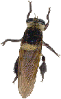thumbnail of robber fly that mimics a bee
