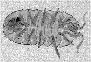 underside of pillbug