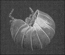 curling pillbug