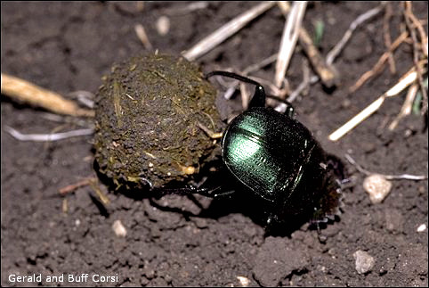 Dung Beetle Photo