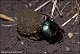 thumbnail of dung beetle