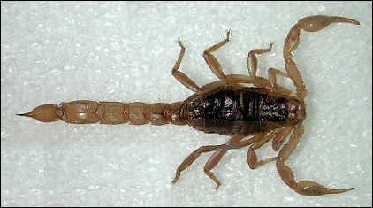 scorpion image
