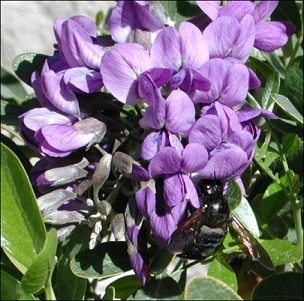 carpenter bee at Mountain Laurel flowers