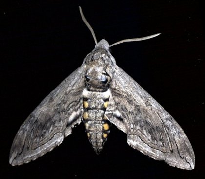 overview of sphinx moth