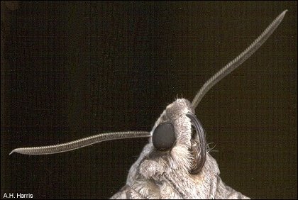 head area of sphinx moth, showing coiled tongue