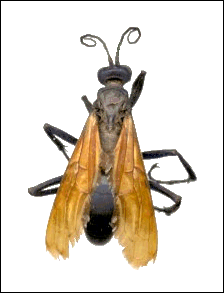 Tarátula Hawk