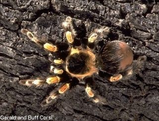 Mexican Red Knee Tarantula